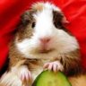 ABluntCoconut