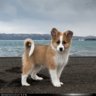 Ivanliuu