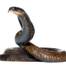 SneakySnake