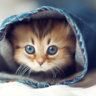 FuzzHD