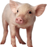 Hog
