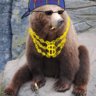 Kugobear