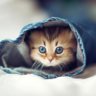 Catty