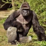 RIPHarambe