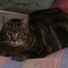 Jhonny