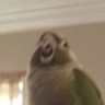 Taco_Aboose