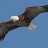 Eagle_9977