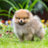 Curlup
