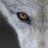 _TheWolfe