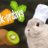 Kiwirabbits