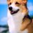 CorgiLish