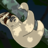 PabloTheSloth