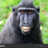 Macaco