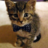 TheBizCat