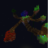 DeviantCrafter