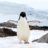 PenguinJD