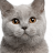 Ill Eat Your Cat