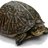 SneakyTurtle36