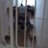 SchnauzerParty