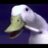 YoungDuck