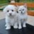 Puppypaws10