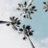 Palm