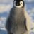 OrangePinguCH