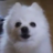 pup7290