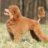 PoodleCoin