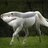 sharkhorse