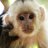 Monkey_King