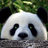 EvilPandaMan