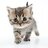 KittenGamers