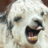 Fresh Llama