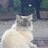 DigiPaws