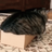 The_MasterOfCats