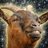 JamTheGoat