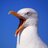 Galeb
