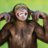 monkeyman