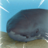 sharkblind