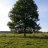 TreeFX