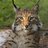 firstlynx