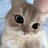 Not_Aralan