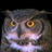 StunnedOwl