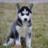 Xplodingpuppy