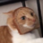 Gatto