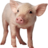 Hog