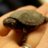IAmTurtle