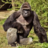 RIPHarambe