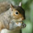 Squirrely